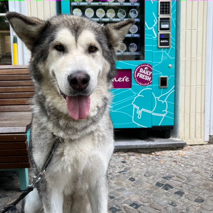 Dog Ice Cream