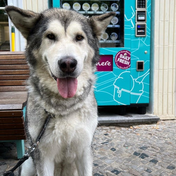 Treffen Sie unseren Chief Quality Assurance Officer für Hundeeis: Nascha, der Alaskan Malamute